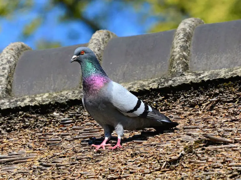 Rock Pigeon