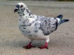 Rock Pigeon