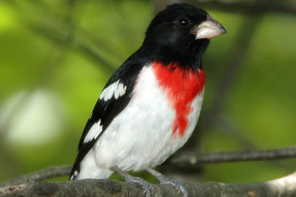 Rose-Breasted Grosbeak