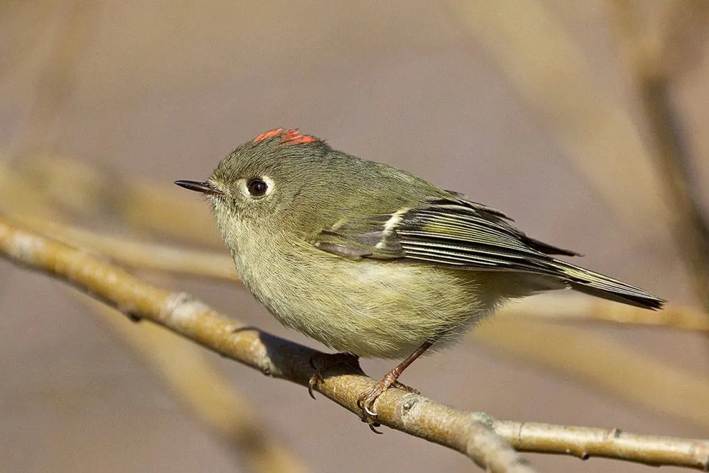 Ruby-Crowned Kinglet