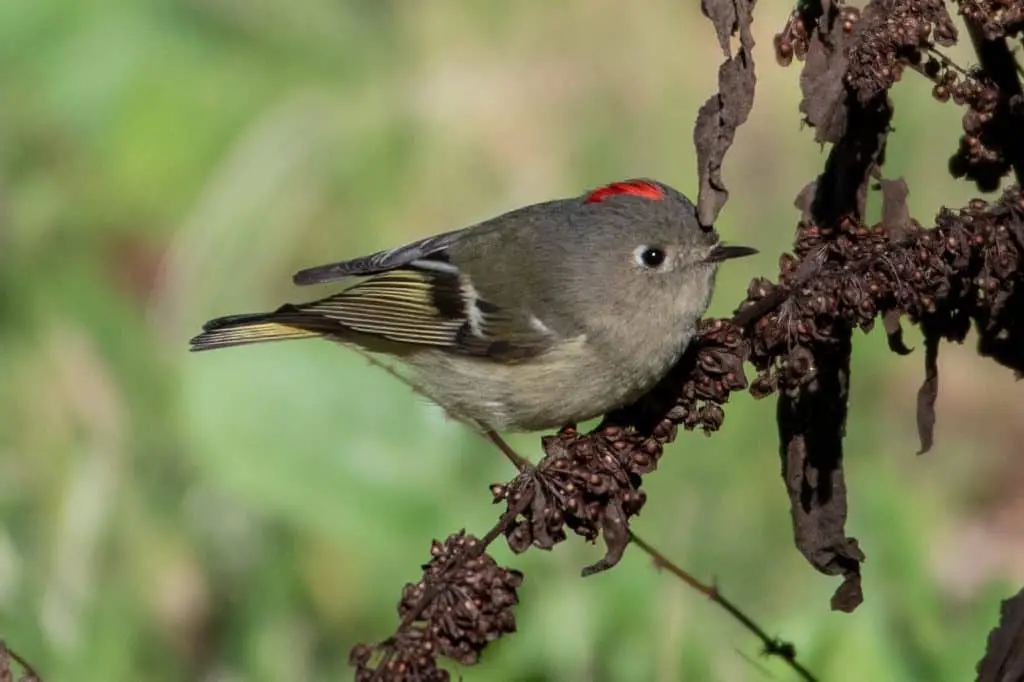 Ruby-Crowned Kinglet