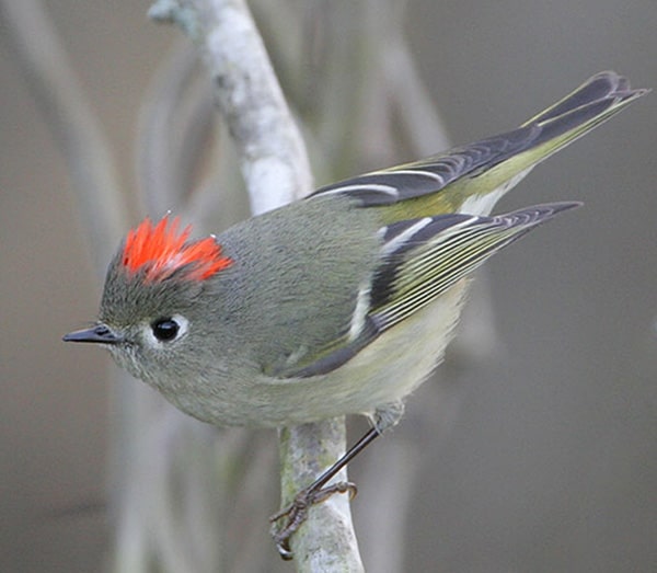 Ruby-Crowned Kinglet