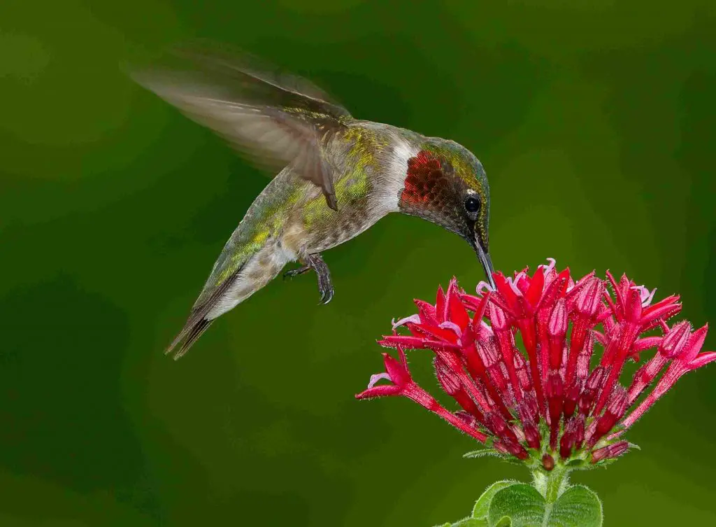 Ruby-Throated Hummingbird