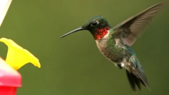 Ruby-Throated Hummingbird