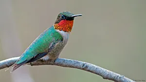 Ruby-Throated Hummingbird