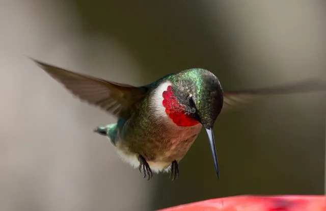 Ruby-Throated Hummingbird