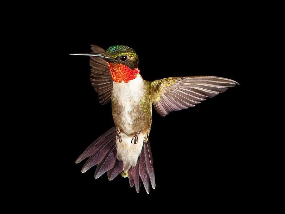 Ruby-Throated Hummingbird