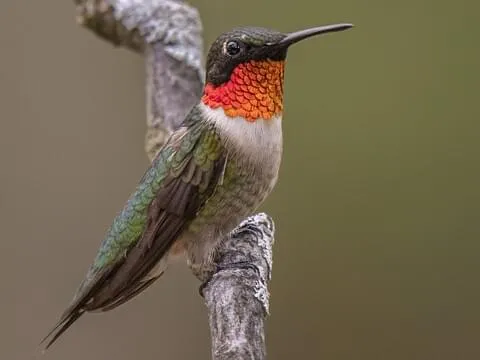 Ruby-throated Hummingbird