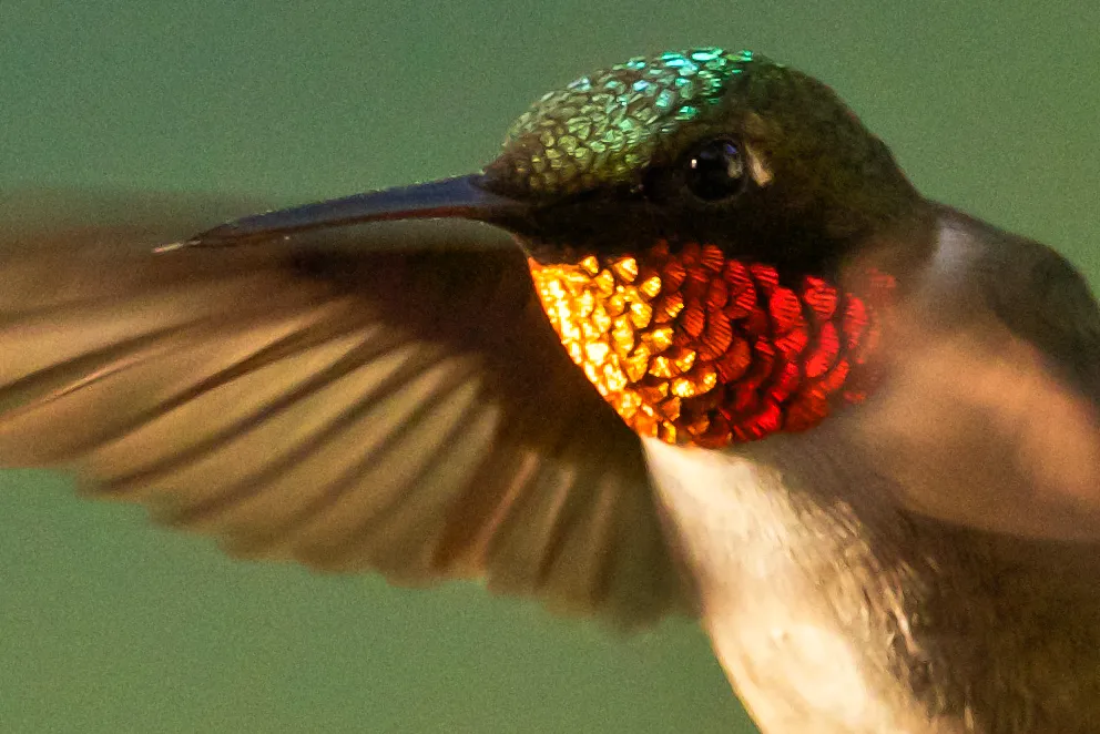 Ruby-throated Hummingbird