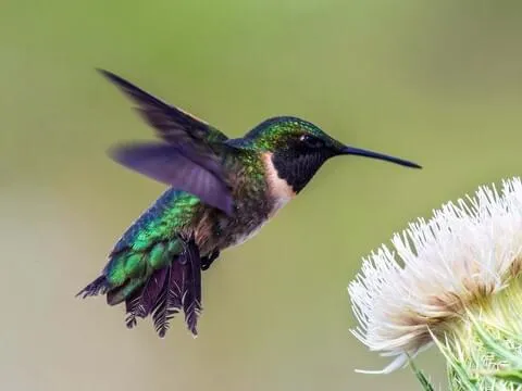 Ruby-throated Hummingbird