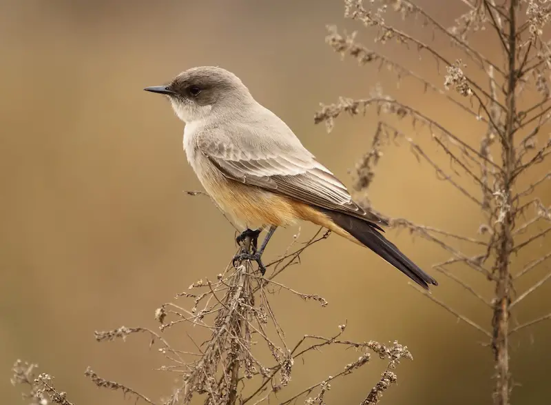 Say’s Phoebe