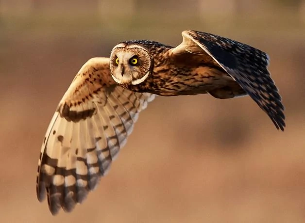 Short-eared Owl