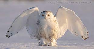 Snowy Owl