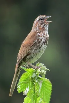 Song Sparrow