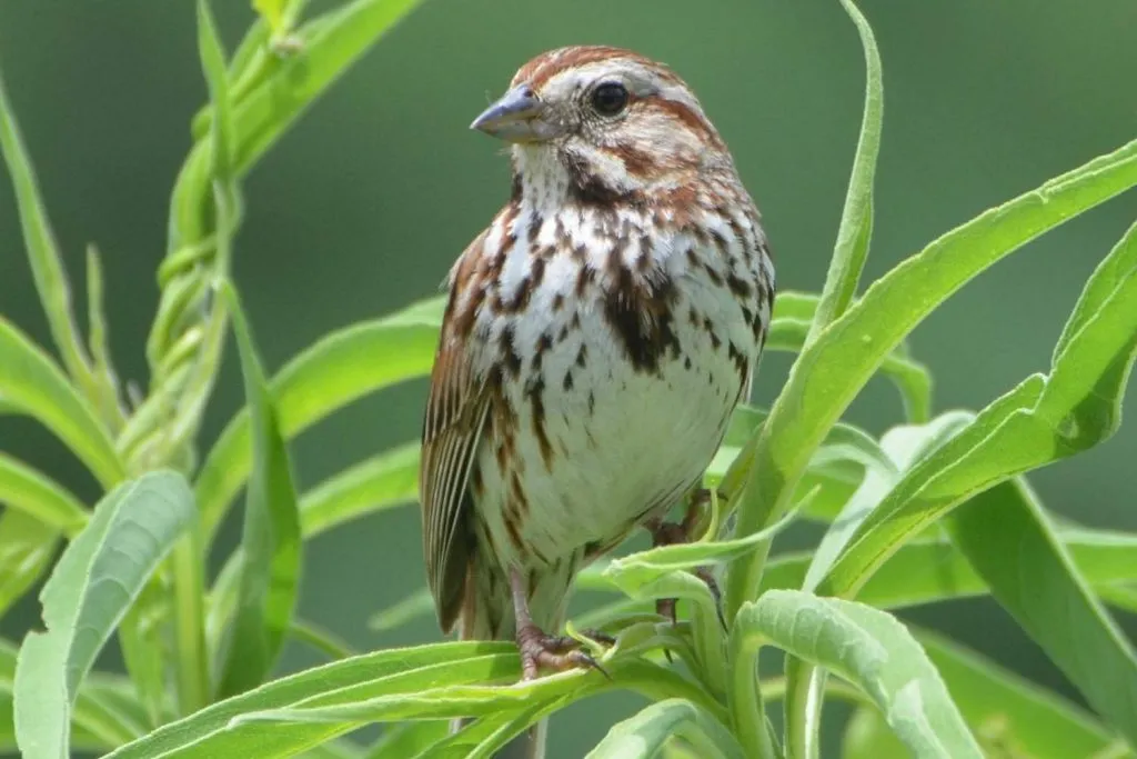 Song Sparrow