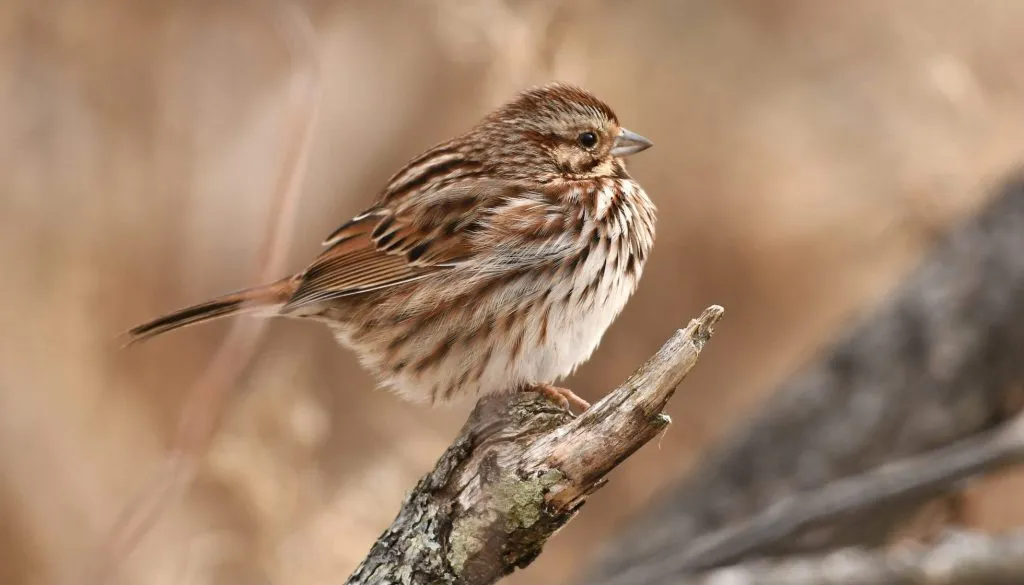 Song Sparrow