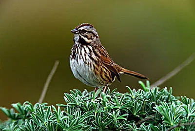 Song Sparrow