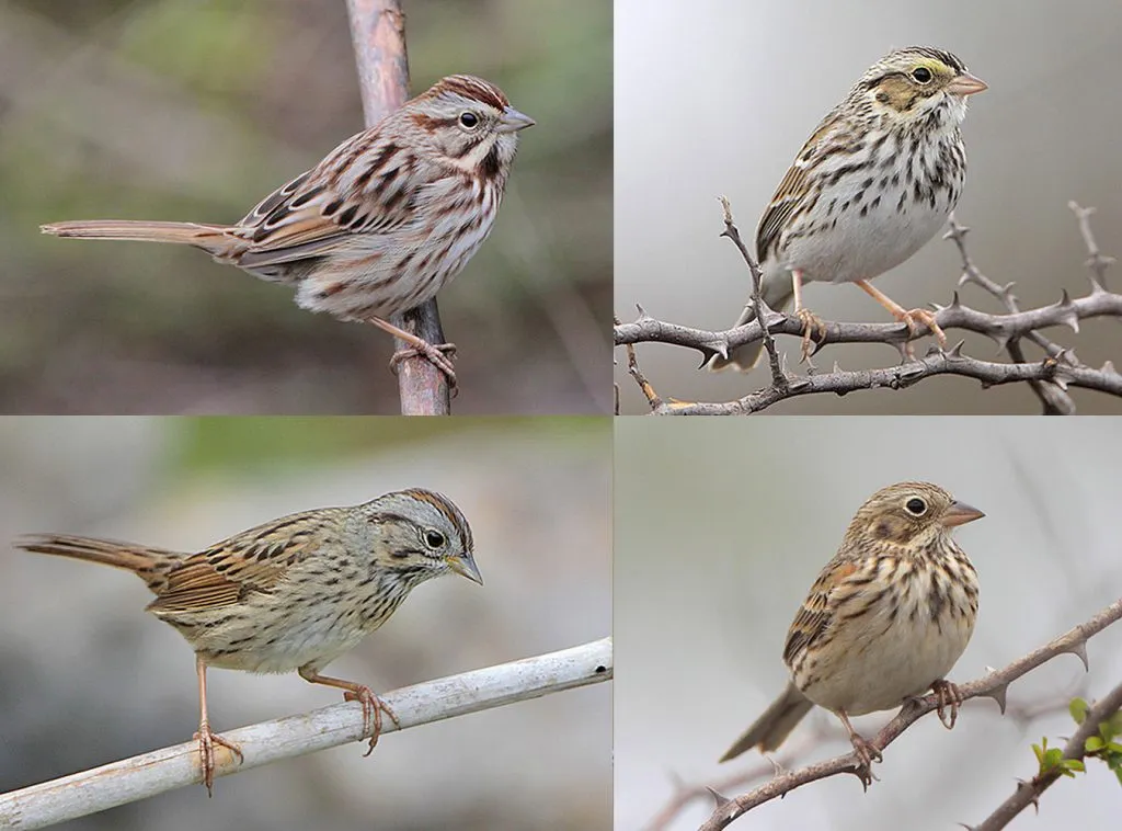 Song Sparrow