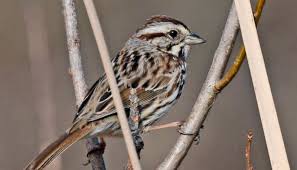 Song Sparrow