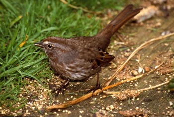 Song Sparrow