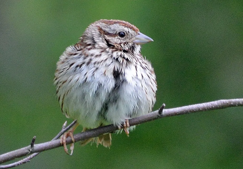 Song Sparrow