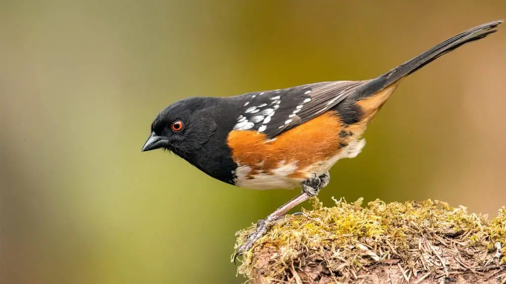 Spotted Towhee