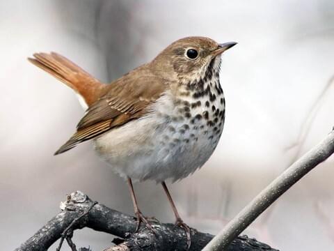 Swainson’s Thrush