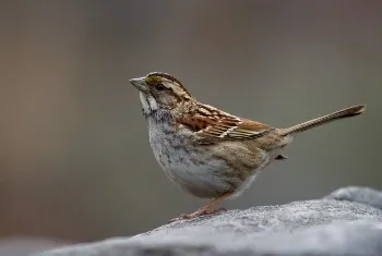 White-Throated Sparrow