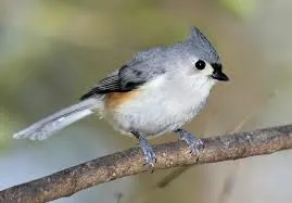 Tufted Titmouse