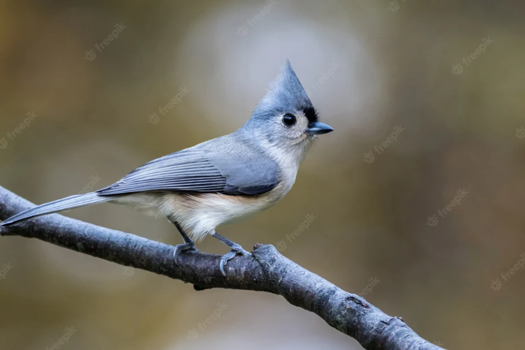 Tufted Titmouse