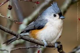 Tufted Titmouse