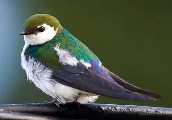 Violet-Green Swallow 