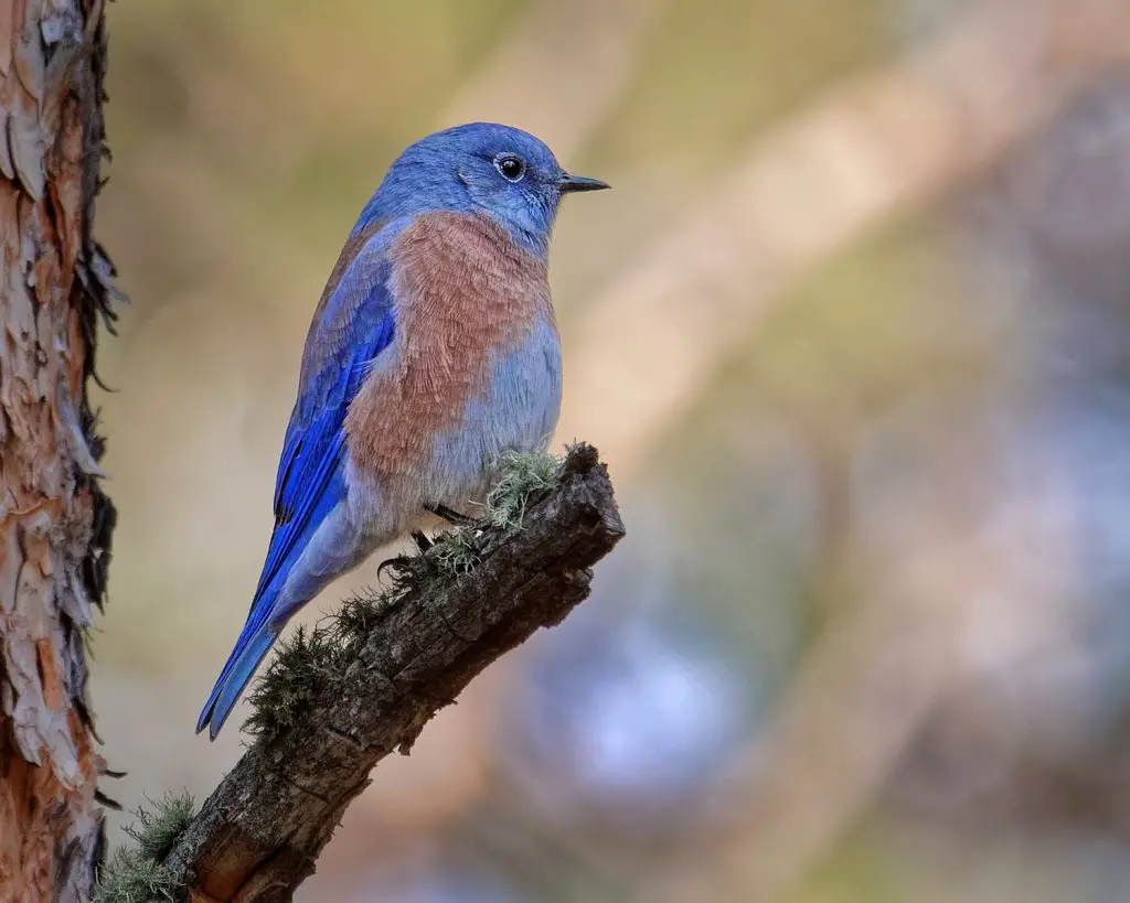 Western Bluebird