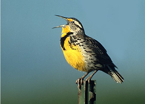 Western Meadowlark