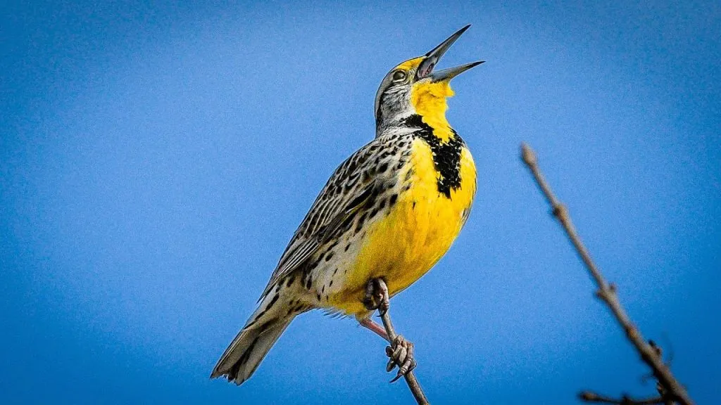 Western Meadowlark