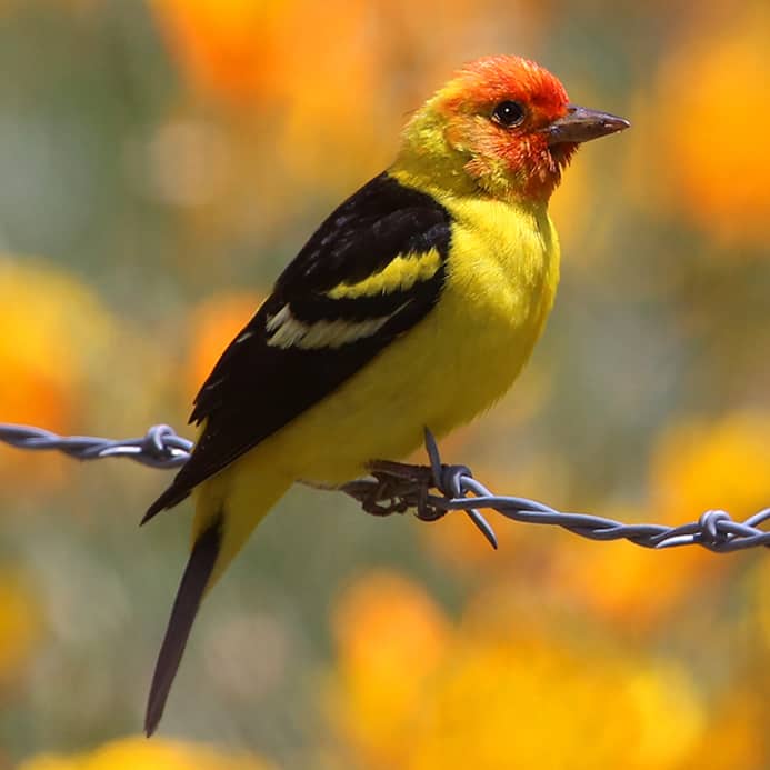 Western Tanager