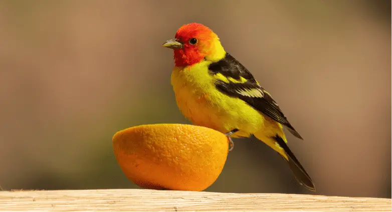 Western Tanager