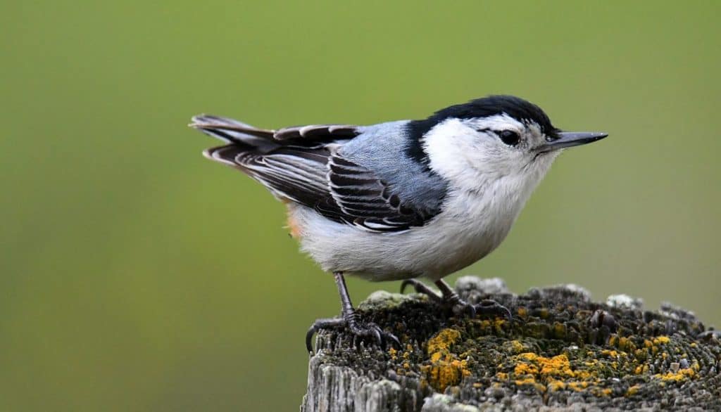 White-Breasted Nuthatch