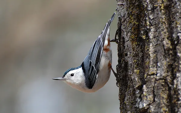 White-Breasted Nuthatch