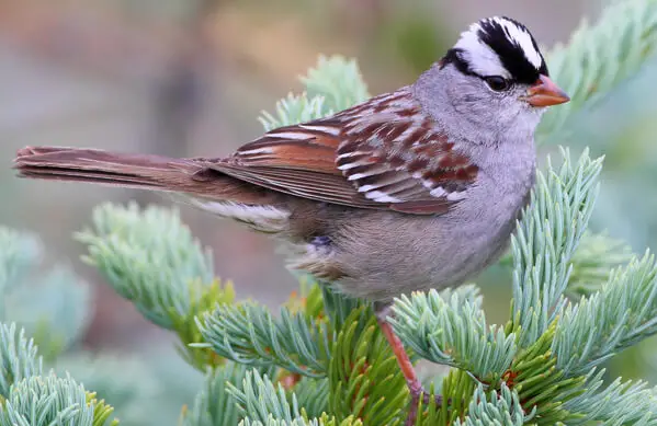 White-Crowned Sparrow