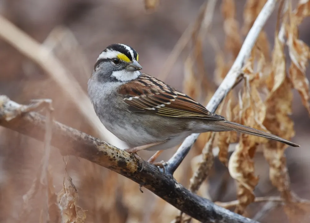 White-Throated Sparrow