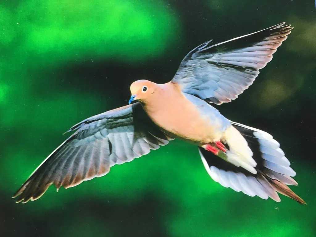 White-Winged Dove