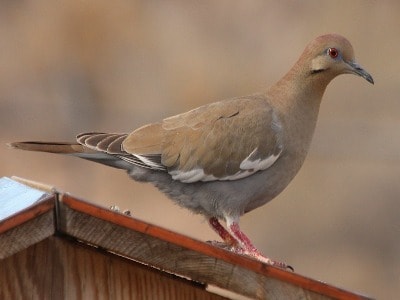 White-Winged Dove