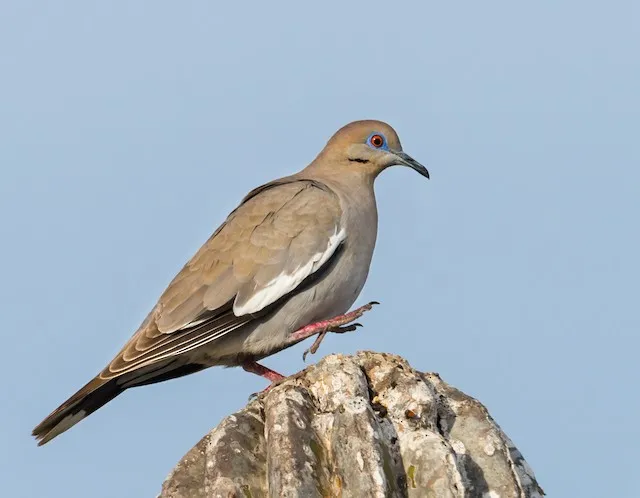 White-Winged Dove