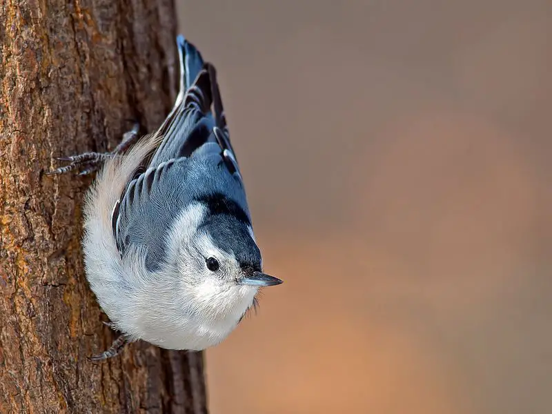 White-breasted Nuthatch