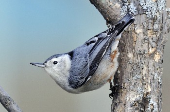 White-breasted Nuthatch