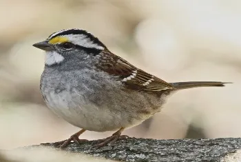 White-Throated Sparrow