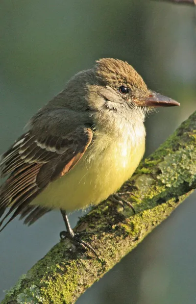 Yellow-Bellied Flycatcher