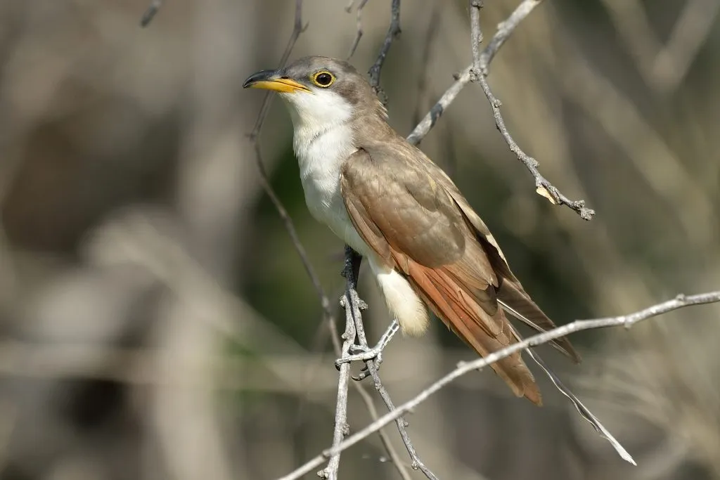 Yellow-Billed Cuckoo