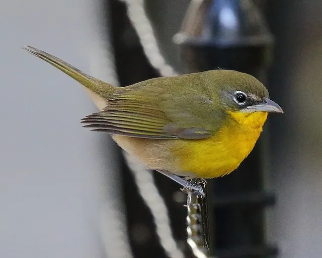 Yellow-Breasted Chat